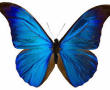 farfalla